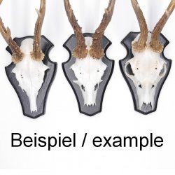 5 Stück Reh Bock Schild Trophäenschilder mit 1 Kieferfach in Eiche dunkel
