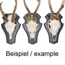 3 Stück Reh Bock Schild Trophäenschilder groß mit 1 Kieferfach in Eiche dunkel AF 21 x 13 cm