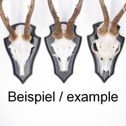 3 Stück Reh Trophäenschild Spitz klein Eiche dunkel AF 19 cm x 11 cm mit 1 Kieferfach und 3 Stück Gehörnklammer
