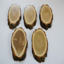 5 St&uuml;ck Akazie Reh Troph&auml;enschilder AF 20-21 cm Rehbock Baumscheibe Baumschild