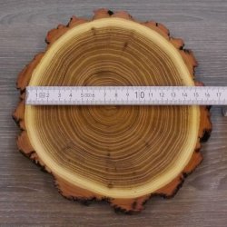 1 Stück Akazie Keiler AF 14,5 cm Trophäenschild Schild Brett Wildschwein Baumscheibe Baumschild