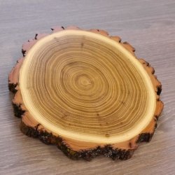 1 Stück Akazie Keiler AF 14,5 cm Trophäenschild Schild Brett Wildschwein Baumscheibe Baumschild