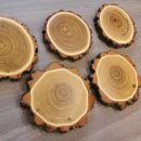 5 Stück Akazie Keiler AF 14,5 cm Trophäenschild...