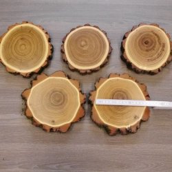 5 Stück Akazie Keiler AF 14,5 cm Trophäenschild Schild Brett Wildschwein Baumscheibe Baumschild