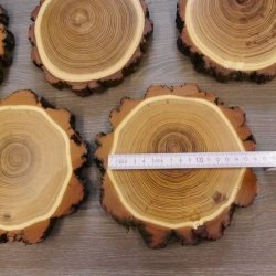 5 Stück Akazie Keiler AF 14,5 cm Trophäenschild Schild Brett Wildschwein Baumscheibe Baumschild