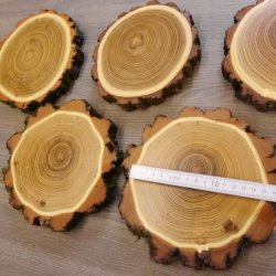 5 Stück Akazie Keiler AF 14,5 cm Trophäenschild Schild Brett Wildschwein Baumscheibe Baumschild