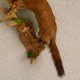 Mink bzw. Amerikanischer Nerz Präparat Raubtier präpariert Deko Tierpräparat taxidermy
