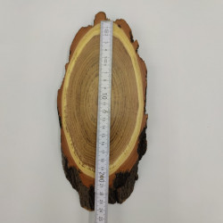 1 Stück Akazie Reh Trophäenschild groß mit Kieferfach Rehbock Baumscheibe Baumschild Höhe 20cm
