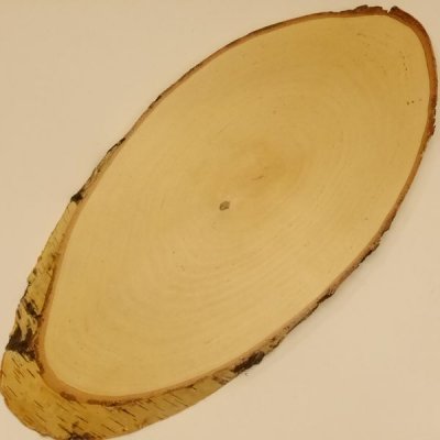 Birke Rothirsch Hirsch Schild Troph&auml;enschild Geweih Baumscheibe Baumschild Natur Holz modern AF 52,5cm