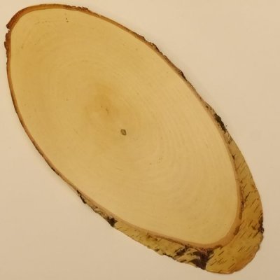 Birke Rothirsch Hirsch Schild Troph&auml;enschild Geweih Baumscheibe Baumschild Natur Holz modern AF 52,5cm