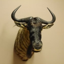 Streifengnu Gnu Wildebeest Kopf Schulter Pr&auml;parat Kopfpr&auml;parat H&ouml;he 83 cm