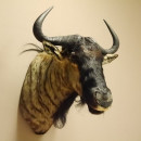 Streifengnu Gnu Wildebeest Kopf Schulter Pr&auml;parat Kopfpr&auml;parat H&ouml;he 83 cm