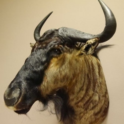Streifengnu Gnu Wildebeest Kopf Schulter Präparat Kopfpräparat Höhe 83 cm