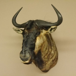 Streifengnu Gnu Wildebeest Kopf Schulter Präparat Kopfpräparat Höhe 83 cm