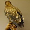 Raubadler Savannenadler Präparat präpariert Greifvogel mit Genehmigung zur Vermarktung