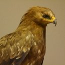 Raubadler Savannenadler Präparat präpariert Greifvogel mit Genehmigung zur Vermarktung