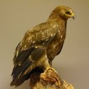 Raubadler Savannenadler Präparat präpariert Greifvogel mit Genehmigung zur Vermarktung
