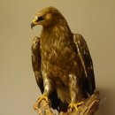 Raubadler Savannenadler Präparat präpariert Greifvogel mit Genehmigung zur Vermarktung