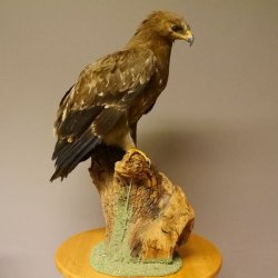 Raubadler Savannenadler Präparat präpariert Greifvogel mit Genehmigung zur Vermarktung