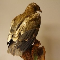 Raubadler Savannenadler Präparat präpariert Greifvogel mit Genehmigung zur Vermarktung