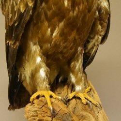 Raubadler Savannenadler Präparat präpariert Greifvogel mit Genehmigung zur Vermarktung