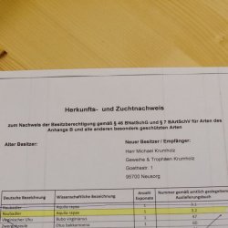 Raubadler Savannenadler Präparat präpariert Greifvogel mit Genehmigung zur Vermarktung