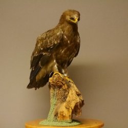 Raubadler Savannenadler Präparat präpariert Greifvogel mit Genehmigung zur Vermarktung