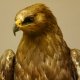 Raubadler Savannenadler Präparat präpariert Greifvogel mit Genehmigung zur Vermarktung