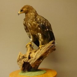 Raubadler Savannenadler Präparat präpariert Greifvogel mit Genehmigung zur Vermarktung