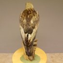 Östlicher Kaiseradler Präparat präpariert Greifvogel mit Genehmigung zur Vermarktung Höhe 86cm