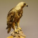 Östlicher Kaiseradler Präparat präpariert Greifvogel mit Genehmigung zur Vermarktung Höhe 86cm