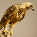 Östlicher Kaiseradler Präparat präpariert Greifvogel mit Genehmigung zur Vermarktung Höhe 86cm