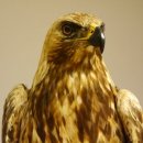 Östlicher Kaiseradler Präparat präpariert Greifvogel mit Genehmigung zur Vermarktung Höhe 86cm