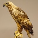 Östlicher Kaiseradler Präparat präpariert Greifvogel mit Genehmigung zur Vermarktung Höhe 86cm
