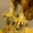 Östlicher Kaiseradler Präparat präpariert Greifvogel mit Genehmigung zur Vermarktung Höhe 86cm