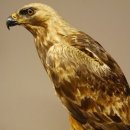 Östlicher Kaiseradler Präparat präpariert Greifvogel mit Genehmigung zur Vermarktung Höhe 86cm