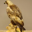 Östlicher Kaiseradler Präparat präpariert Greifvogel mit Genehmigung zur Vermarktung Höhe 86cm