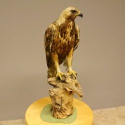 Östlicher Kaiseradler Präparat präpariert Greifvogel mit Genehmigung zur Vermarktung Höhe 86cm
