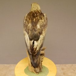 Östlicher Kaiseradler Präparat präpariert Greifvogel mit Genehmigung zur Vermarktung Höhe 86cm