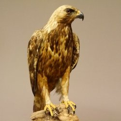 Östlicher Kaiseradler Präparat präpariert Greifvogel mit Genehmigung zur Vermarktung Höhe 86cm