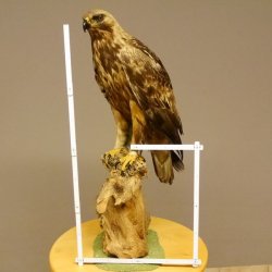 Östlicher Kaiseradler Präparat präpariert Greifvogel mit Genehmigung zur Vermarktung Höhe 86cm