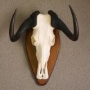 GNU Wei&szlig;schwanzgnu Antilope Afrika Sch&auml;deltroph&auml;e Troph&auml;e taxidermy Breite 42cm