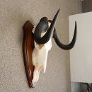 GNU Wei&szlig;schwanzgnu Antilope Afrika Sch&auml;deltroph&auml;e Troph&auml;e taxidermy Breite 42cm