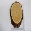 Akazie Trophäenschild Rothirsch Geweih Hirsch Hirschgeweih Baumschild AF 50 cm