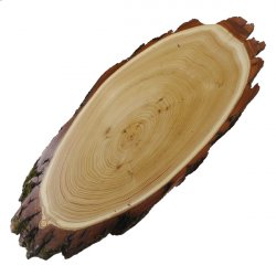 Akazie Trophäenschild Rothirsch Geweih Hirsch Hirschgeweih Baumschild AF 50 cm
