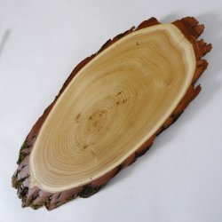 Akazie Trophäenschild Rothirsch Geweih Hirsch Hirschgeweih Baumschild AF 50 cm