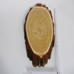 Akazie Trophäenschild Rothirsch Geweih Hirsch Hirschgeweih Baumschild AF 50 cm