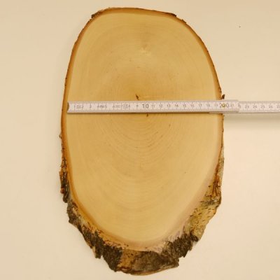 Birke Damhirsch AF 33 cm Dam Hirsch Schild Troph&auml;enschild Geweih Baumscheibe Baumschild Natur Holz modern 