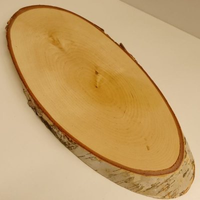 Birke Rothirsch AF 41 cm Hirsch Schild Troph&auml;enschild Geweih Baumscheibe Baumschild Natur Holz modern 