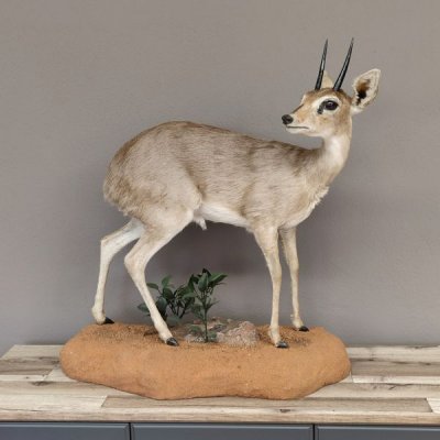 Steinb&ouml;ckchen Zwergantilope Pr&auml;parat auf Dekopodest Afrika Antilope taxidermy HL11cm
